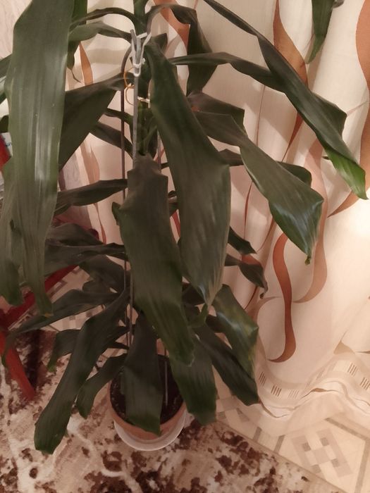 Драцена деремская.