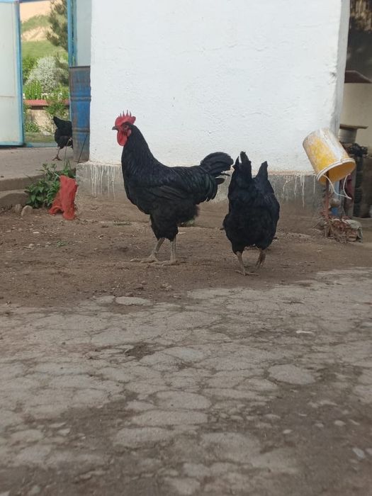 Кора Шахзода жужалари