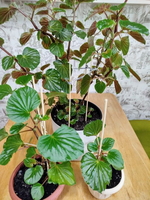 Комнатные растения.