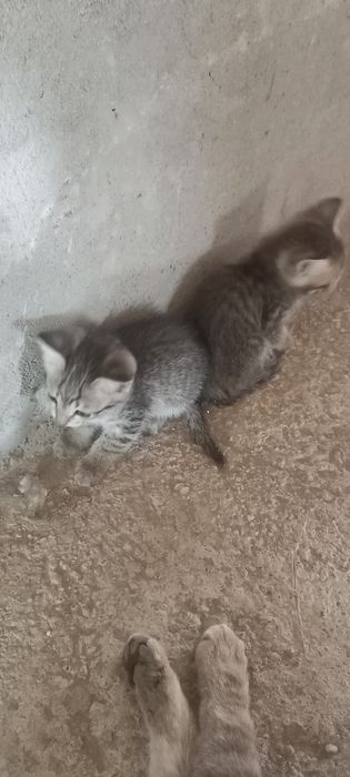 Отдам в хорошие руки