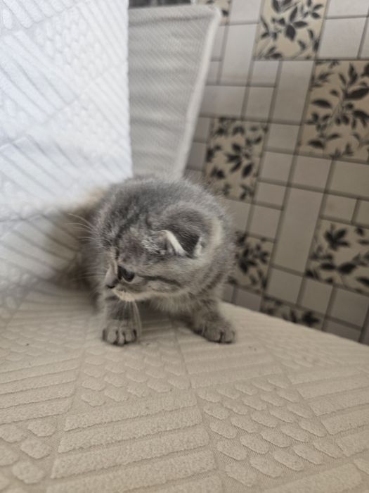 Продаются котята скотиш фолд и скотиш страйт