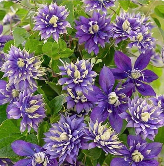 Клематисы в наличии