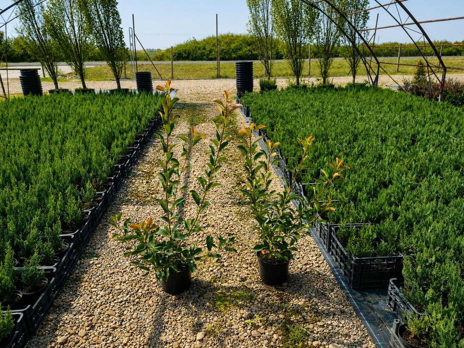 Gard Viu Premium: Photinia Red Robin,  Prunus Laurocerasus, Ligustrum Aureum in  Timis