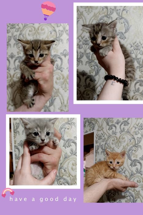 Отдам даром котят