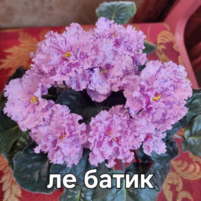 Комнатная фиалка