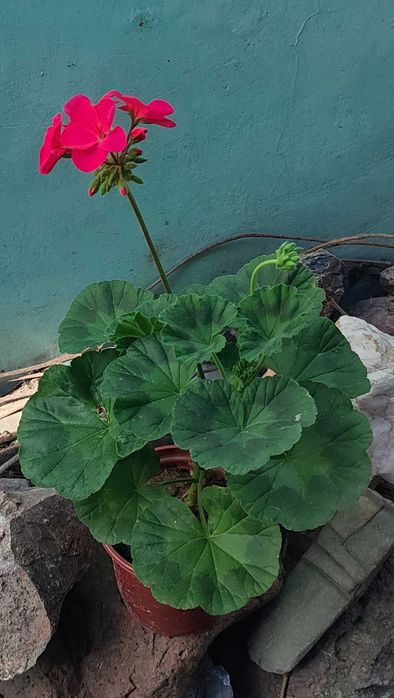 Герань (пеларгония) продам