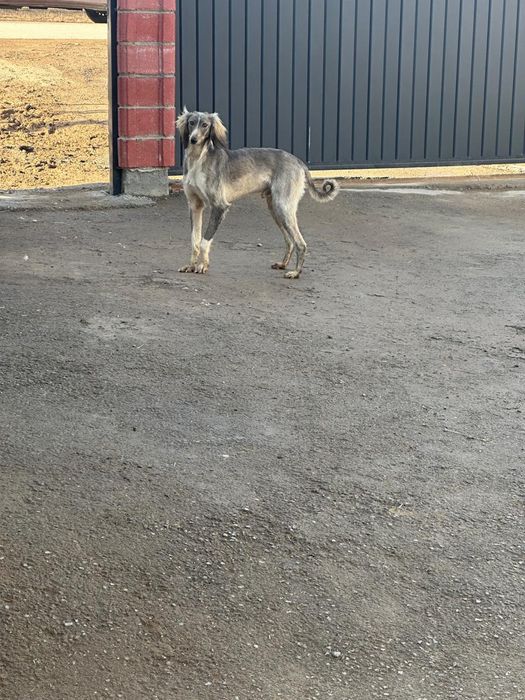 Тазы құмай Тазы.