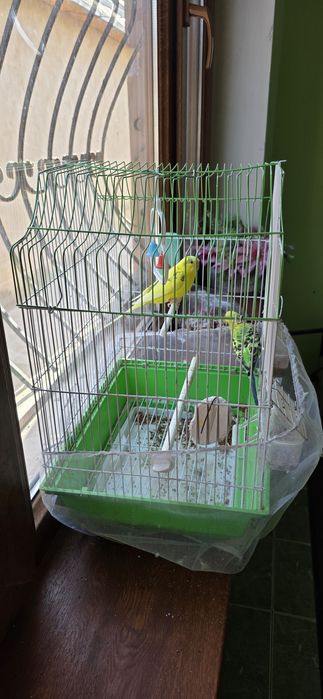 Папугай сатылады