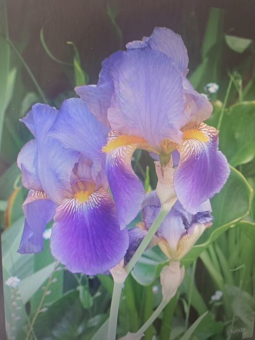 Кампанула гломерата, градински кактус,декоративни ягоди,ирис, луковици