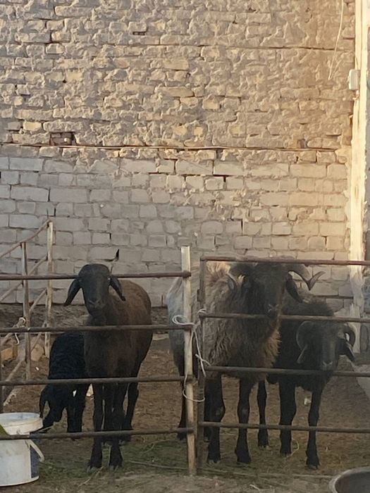 Qo'yla sotiladi . Куйлар сотилади галишип барибараман.
