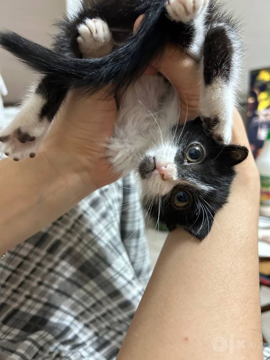 Очень милый котенок
