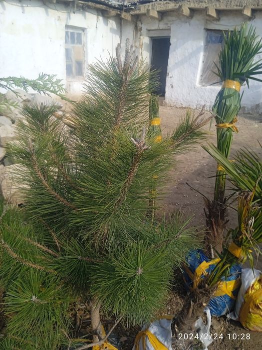 Bodom Archa qirim koʻchatlar sotiladi  2 3 yillik