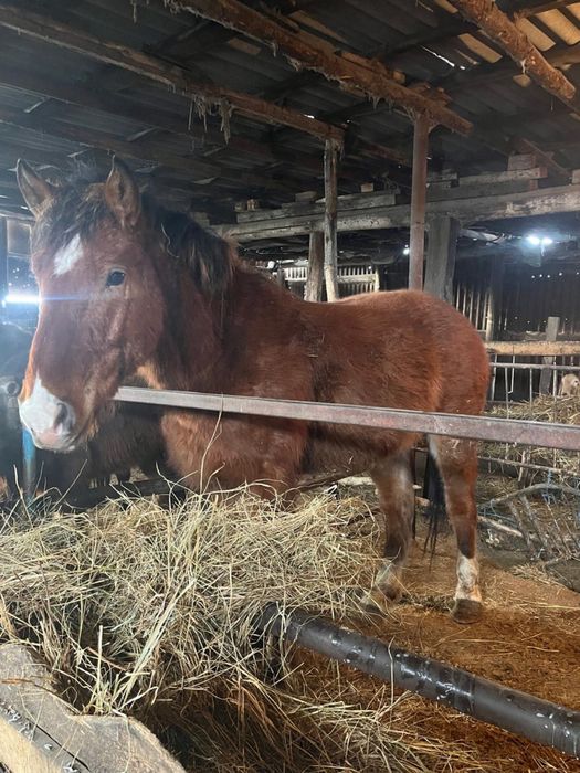 Жеребец  на племя