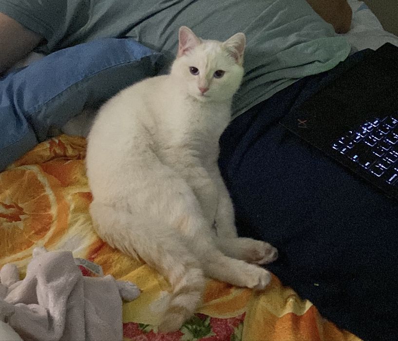 Пропал кот Снежок