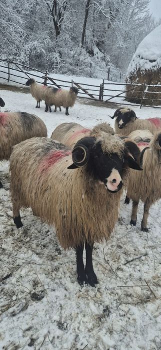 Noatini de vânzare din părinți buni