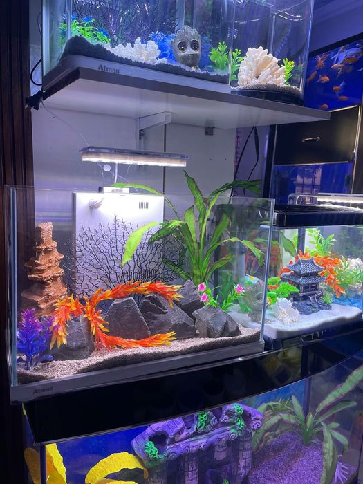 Akvarium Xitoy New 30 Litr