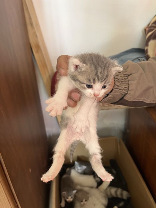 Вислоухие котята