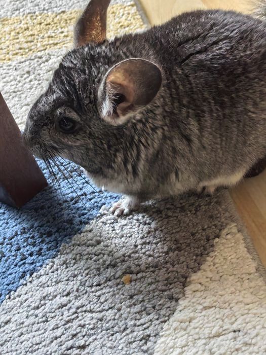 Много забавна чинчилка