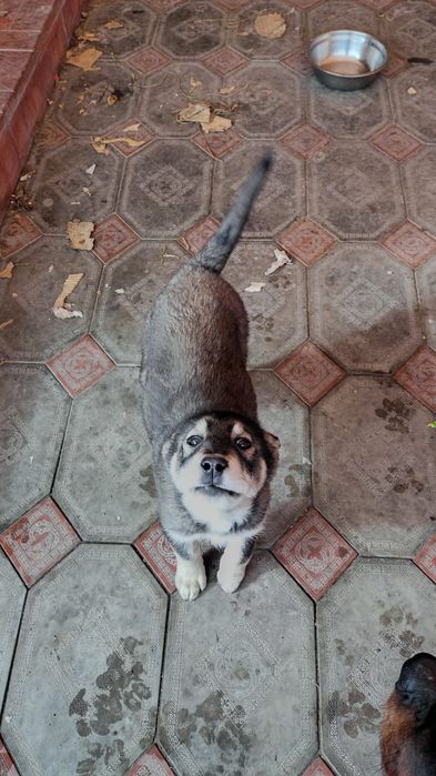 Щенок в добрые руки.