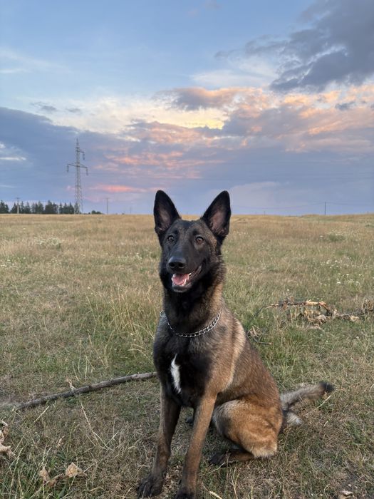 Malinois ciobanesc belgian