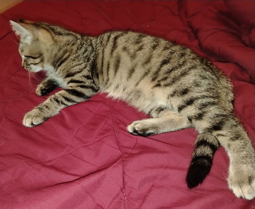 Пристраивается котенок бесплатно