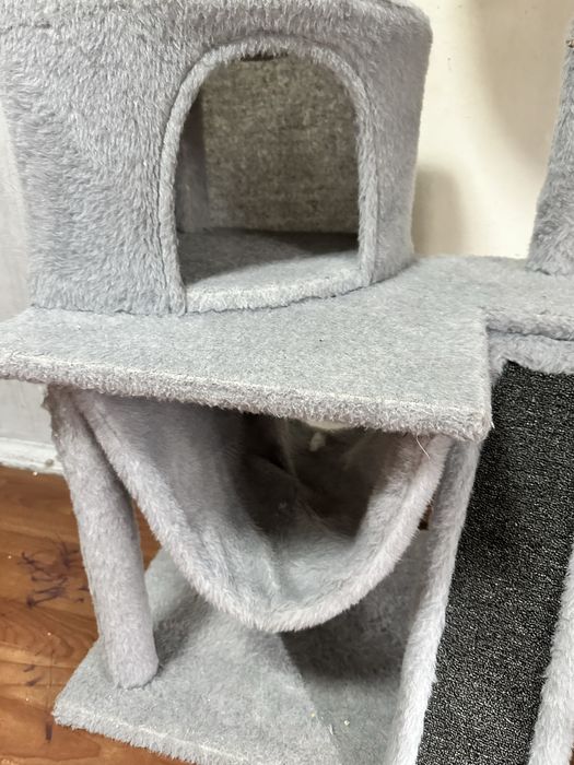 Дом кошачий)