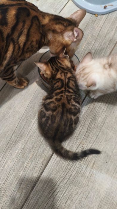 Котенок продается