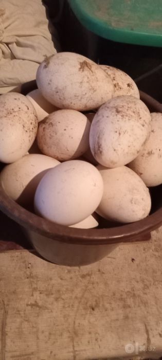 Bostirish un Ukrain gigant parodali g'oz tuxumlari sotiladi