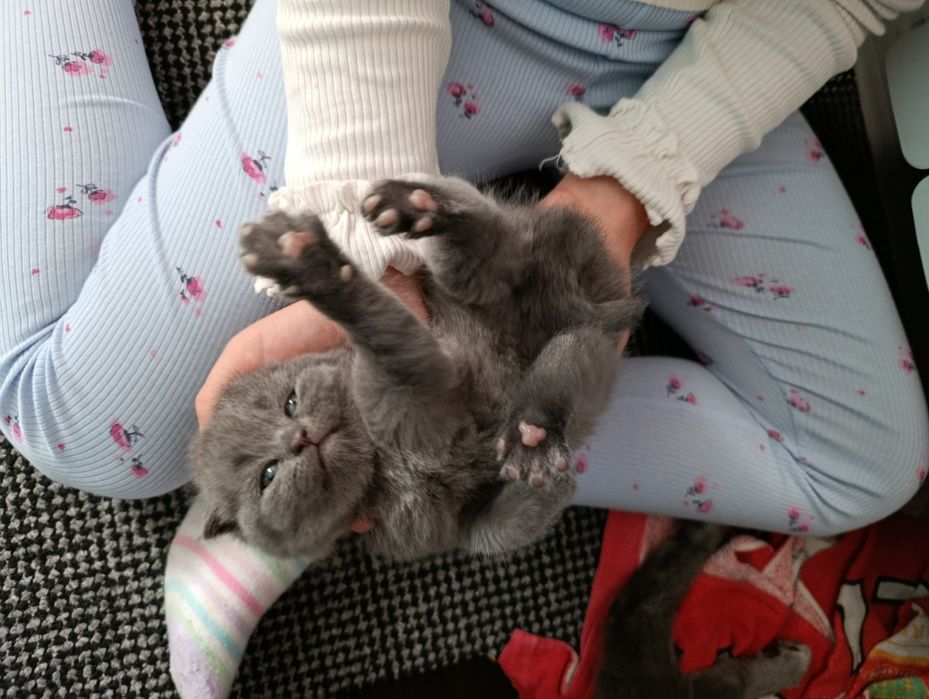 Британски котета