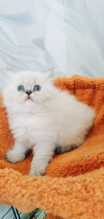 Пушистое счастье ищет свой дом!