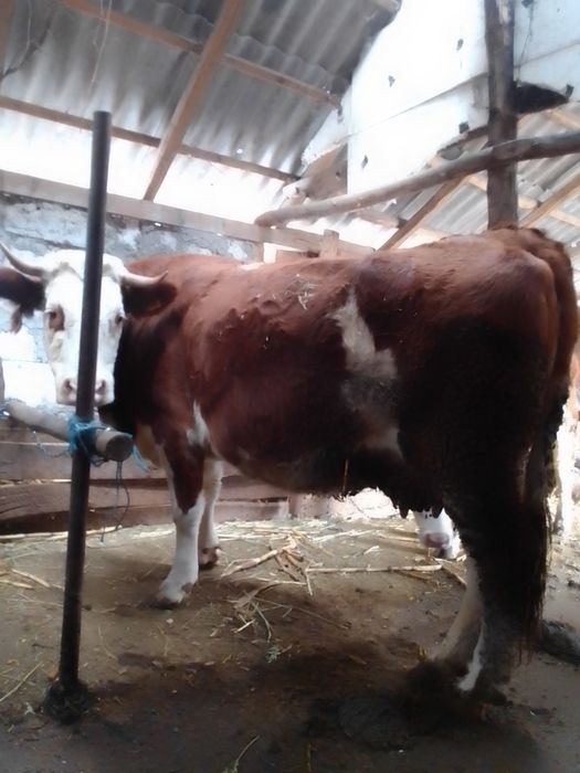 Vaci bălțate românești