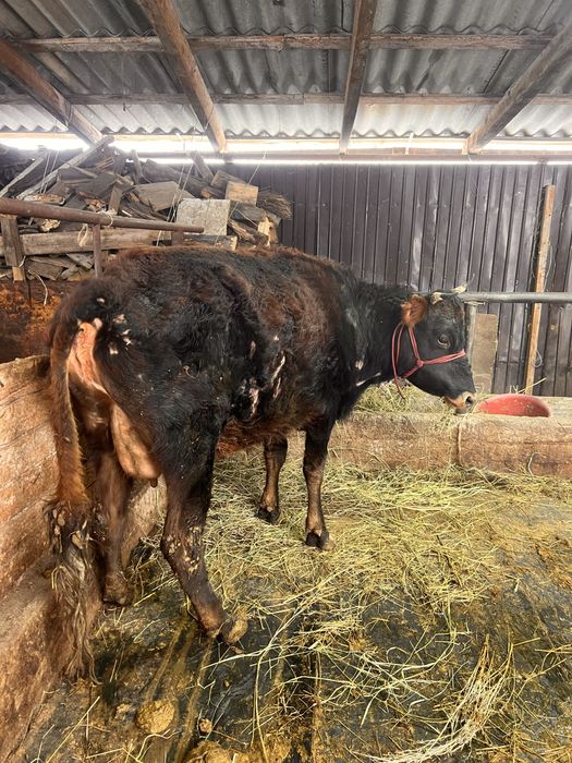 Продам корову.