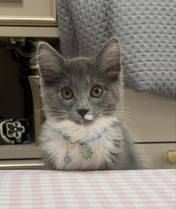 Котенок даром 4 мес