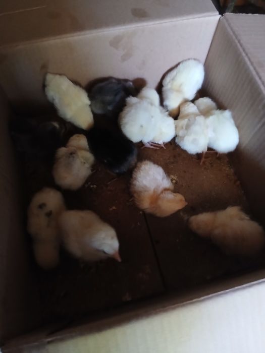 Пподам цыплят 1 недельные