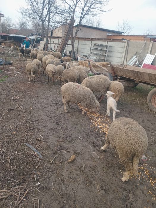 38 de oi bune de ținut cu miei mari