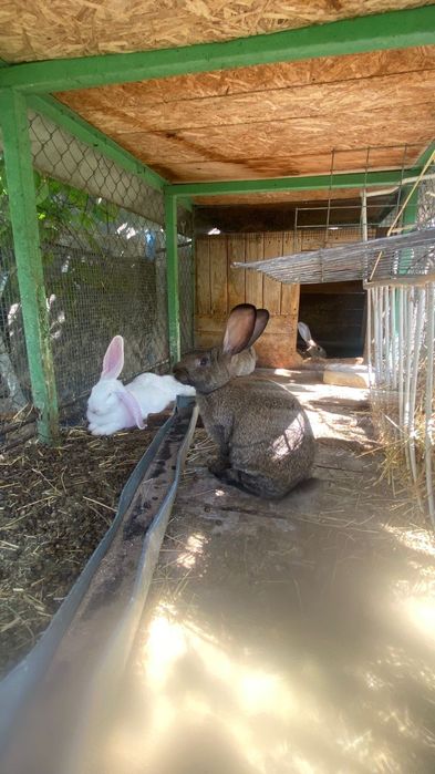 Кролики домашние