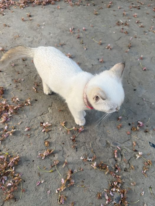 Skotish strayt 4 oylidan oshu