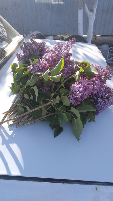 Сирень 1ветка  200тг