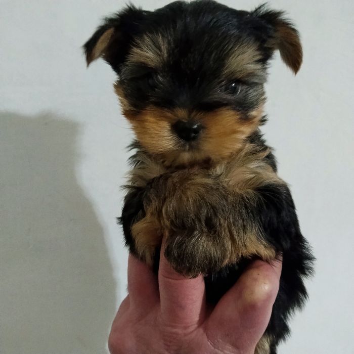 Щенки йоркширского терьера миники