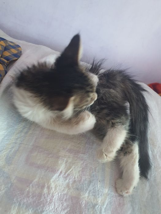 Котёнок  пушистый.бесплстно