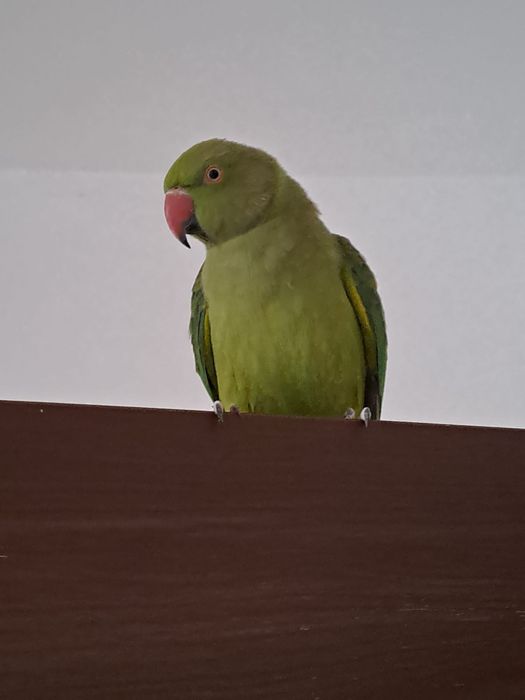 Papagal micul alexandru