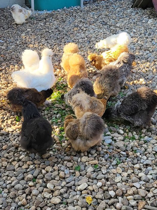 Oua mătase japoneză