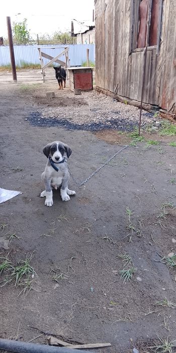 Тазы еркек тазы күшігі