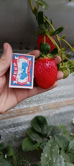 Shokoladli qulupnay.  Шоколадный клубника. EʼTIBOR BERING!