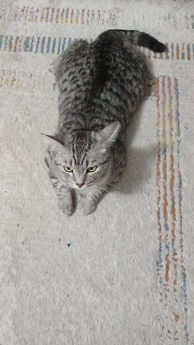 Отдам милого кота.