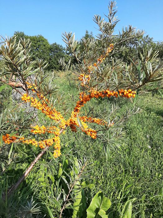 Catina, cătină cu miere