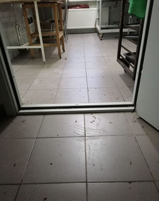 Angren Dezinfeksiya , Tarakan, Klopa, chayon, va barcha xashoratlar
