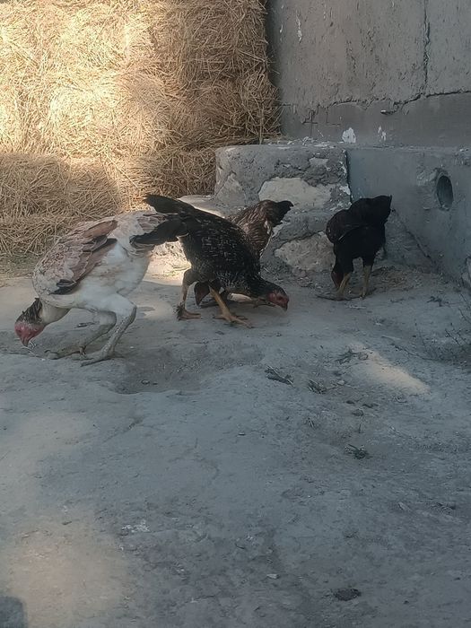 Asl zot kulangi bolalari sotildi.