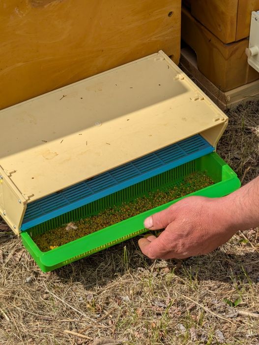 Vând 20 stupi de albine