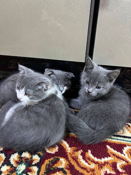 Продаются котята